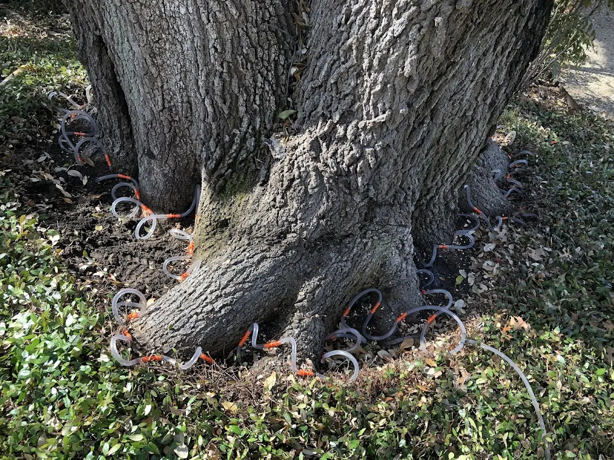 Detailed Tree Cabling and Bracing job site in Reinbeck