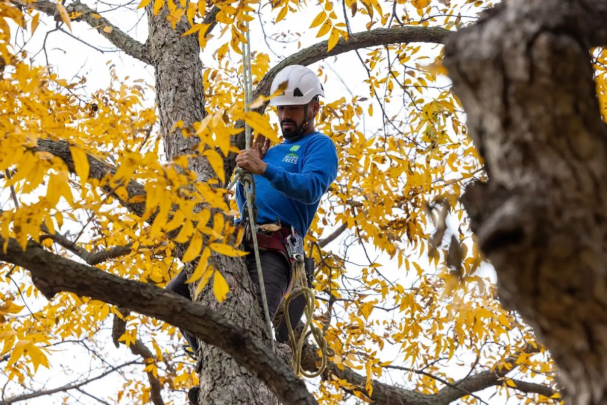 Skilled Tree Pruning crew working in Reinbeck