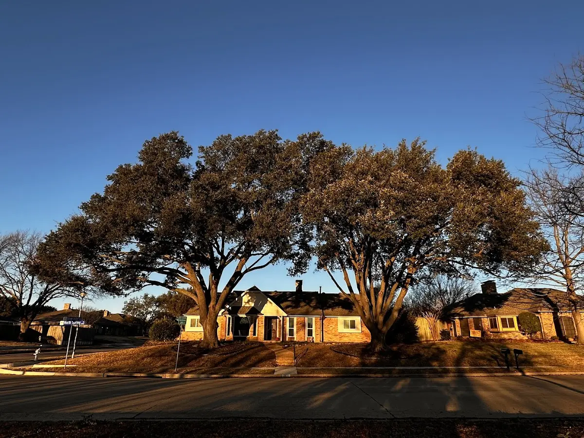 Established residential canopy tree shading a home in Reinbeck